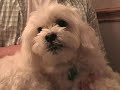 What My small dog really sounds like