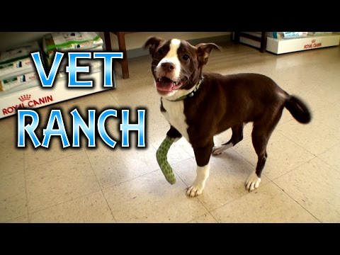 how to perform amputation