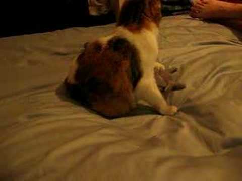 Categories: Funny Cat Videos |