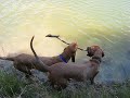 Hank & Howie Playing in the Pond (1) Hank & Howie Playing in the Pond (1)