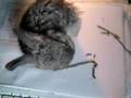 My-rabbit-YOYO