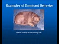 Dog Dominance and Aggression