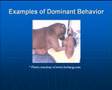 Dog Dominance and Aggression