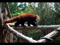 Red pandas: how cute are they?