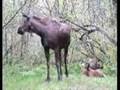 Moose Resting with Calves Disturbed by Bear