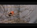 videos de Floor standing 30