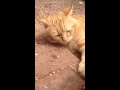 Click here to watch this video Jenson