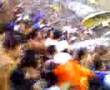 GOL do TIM�O 1 x 0 Bambi - Comemora��o na Gavi�es - Hino