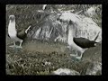 Blue-footed Booby Dance Blue-footed Booby Dance