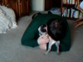 Bob playing with our Pug Maggie (no audio)