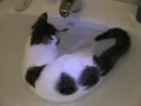 Gatto da lavandino