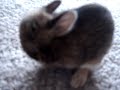 cute cute little baby bunny rabbits