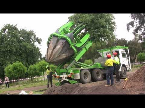 how to dig a tree out and replant