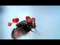 Per pubblicizzare i telefonini ultrapiatti, dove ogni millimetro è importante, niente di meglio che entrare nel micro mondo degli insetti.Ripreso con telecamere speciali questo spot virale della Samsung rispetta gli animali: nessun insetto è stato ferito o ucciso e, anzi, tutti gli 