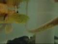 New Fishes