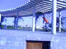 Ivison skateboard