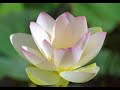 Morning Has Broken - Cat Stevens Morning Has Broken - Cat Stevens
