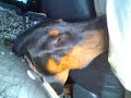 Puffy Cheeks Dobie Puffy Cheeks Dobie