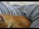 kittie
