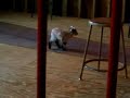 Sprocket - Baby Pygmy Goat - Bleating