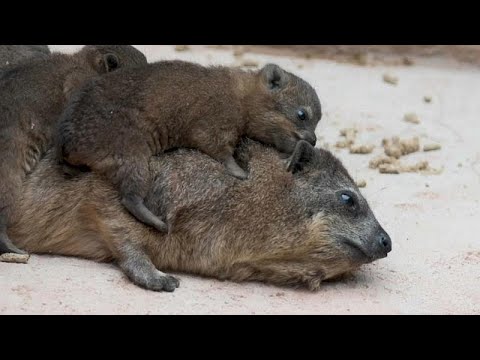 Chester/Grobritannien: 3 Klippschliefer-Welpen imZoo geboren