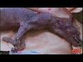 CAPTURARON UN CHUPACABRAS EN TEXAS