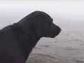 Sea Ducks Coot... Sea Ducks Coot...