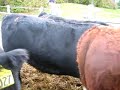 Beef Video 2