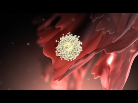 ovaries - View more AMAZING medical animations at http://www.nucleuslibrary.com To download FREE medical animations of pregnancy and birth, visit http://www.prenateper...