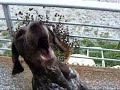 Sienna Catching Snow