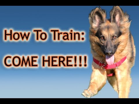 how to train old dogs