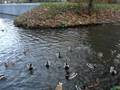videos de delft 056.mpg
