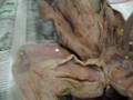Dissected Cat Muscles Version 1