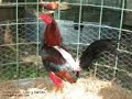 gallos de peleas
