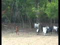 Tennessee Fainting Goats