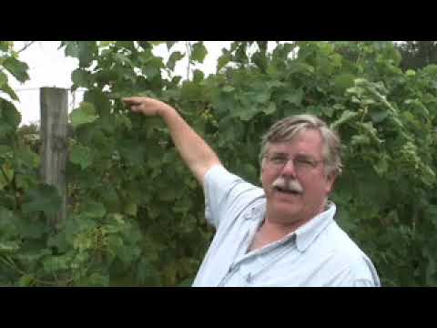 UMass Fruit Advisor: Wine grape scouting