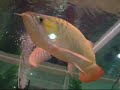 Arowana Malaysian- 10 steps rearing  Part 4/4 ?? ????