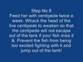Arowana Malaysian- 10 steps rearing Part 4/4 龍魚 アロワナ