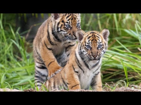 Sydney/Australien: Baby-Sumatra-Tiger erkunden Auengehege im Zoo