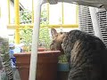 neko 3 neko 3