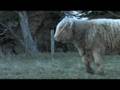 highland cattle