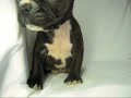 子犬ワン|フレンチブルドッグ ブリンドル&ホワイト ♂ 2009.11.6.wmv