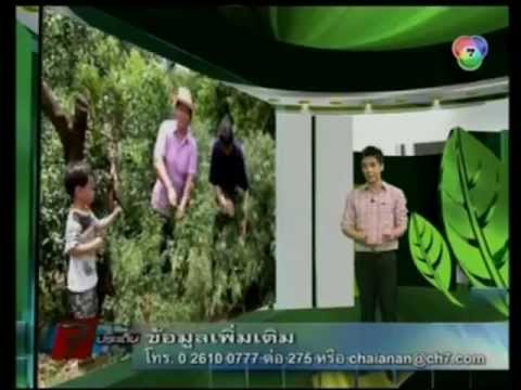 ตามทันเกษตร - จากรายการตามทันเกษตรช่อง7 มาดูการเพิ่มผลผลิตพริกง่ายๆไม่ต้องเพิ่มปุ๋ยหรือยาฮอร์โมน...