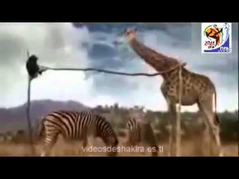 Waka Waka Esto es Africa Shakira Himno Oficial Copa Mundial de Futbol Sudafrica 2010