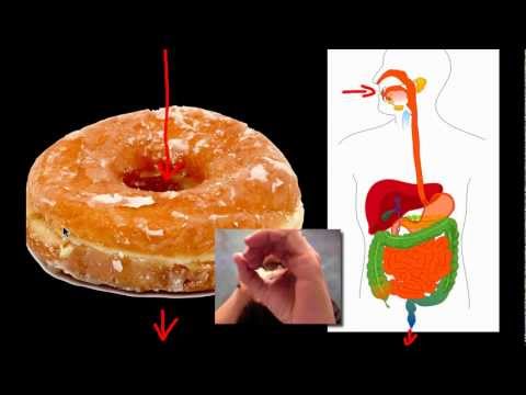 system - Paul Andersen starts with a brief description of feeding methods. He then details all of the major parts within the human digestive system. This tour starts ...