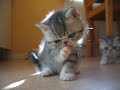 Cleaning Kitten Cleaning Kitten