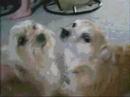 Lucky & Rudy