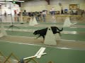 Warp Ten Flyball First Contact