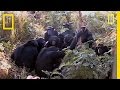 Chimps Mourn Nine-year-old's Death?