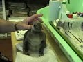 Baby penguin Baby penguin